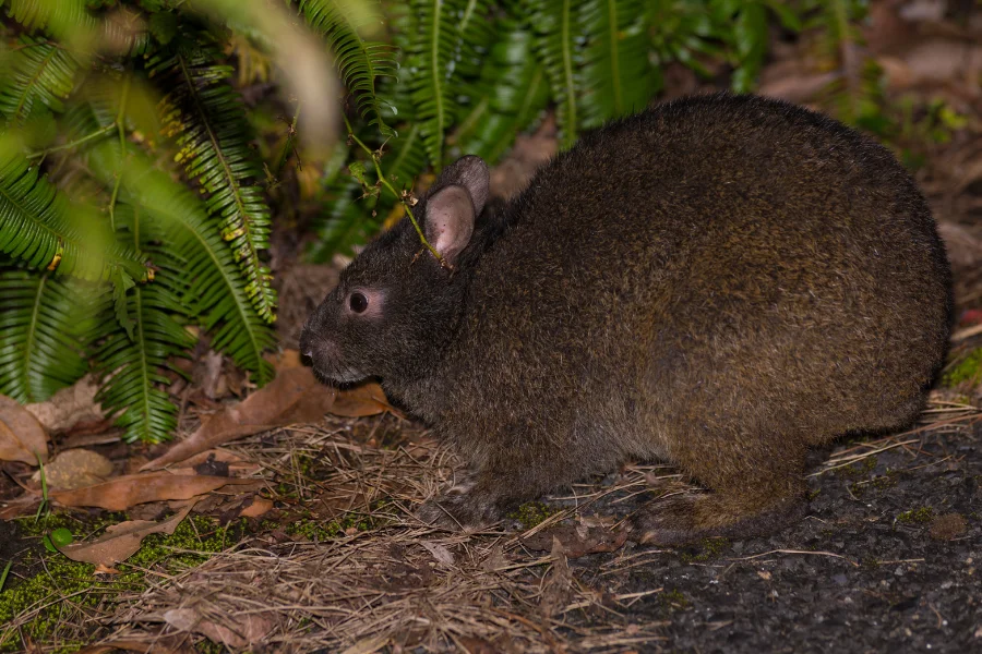 アマミノクロウサギ